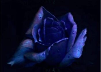 VRR-blue-rose
