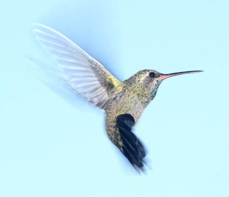 Colibrí