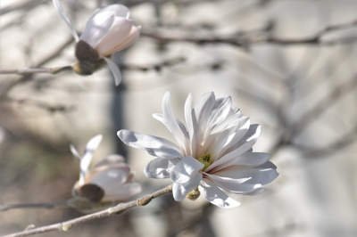 Magnolias