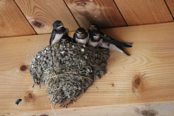 el regreso de la golondrina