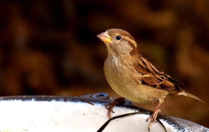 pajarillo