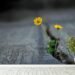 Yellow_flower_growing_in_street_Wall_Mural_Wallpaper_d_1400x